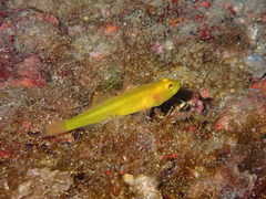 Gobius auratus