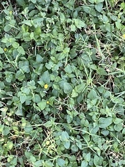 Calyptocarpus vialis