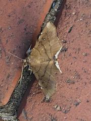 Gracilodes nysa
