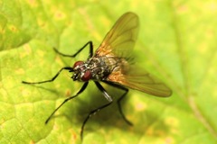 Macquartia grisea