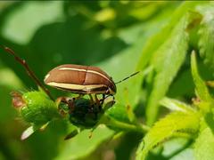 Agonosoma flavolineatum