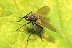 Macquartia grisea