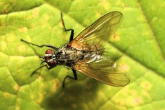 Macquartia grisea