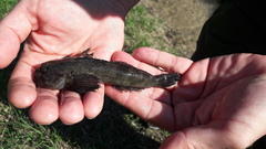Cottus poecilopus