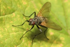 Macquartia grisea