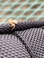 Araneae