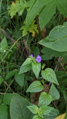 Jamaican forget-me-not (Browallia americana)