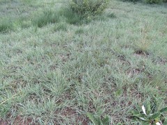 Digitaria eriantha