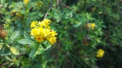 Lasiosiphon macropetalus