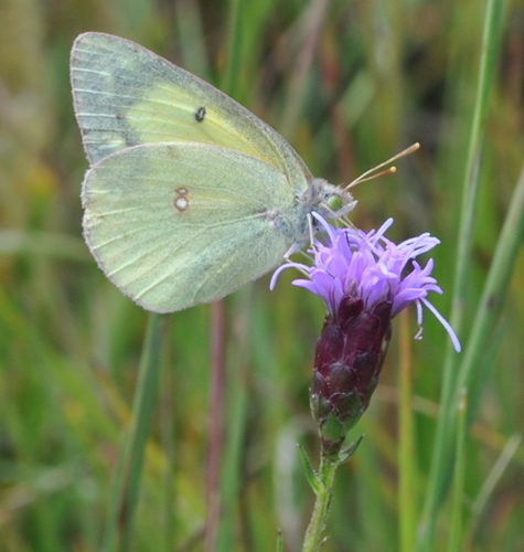 cloudedsulphur