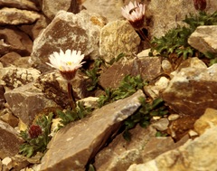 Erigeron lanatus