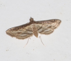 Marasmia