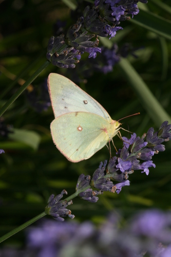 cloudedsulphur