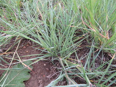 Digitaria eriantha