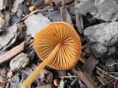 Conocybe siennophylla