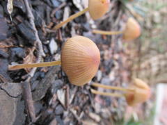 Conocybe siennophylla