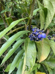 Palicourea brachiata