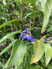 Palicourea brachiata