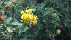 Lasiosiphon macropetalus