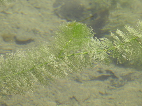 stolístok praslenatý (Myriophyllum verticillatum)