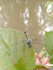 Micrathyria catenata