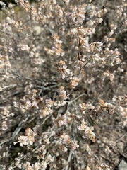 Eriogonum niveum