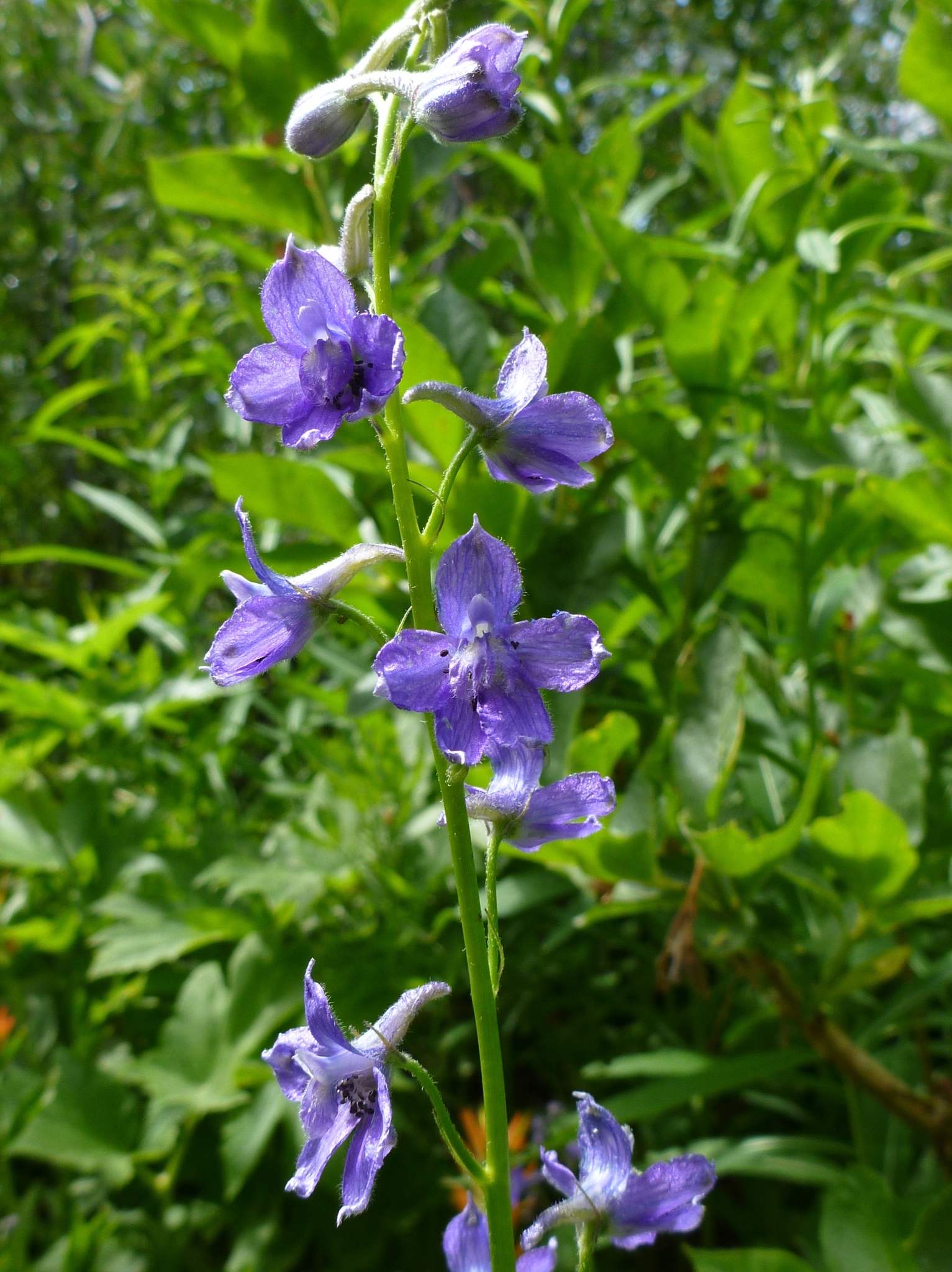 Delphinium polycladon