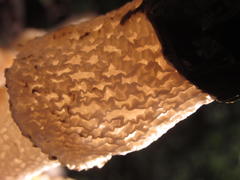 Phallus impudicus togatus