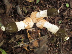 Phallus impudicus togatus