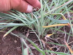 Digitaria eriantha