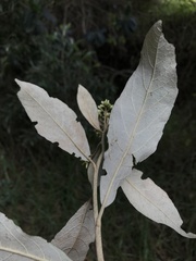 Critoniopsis