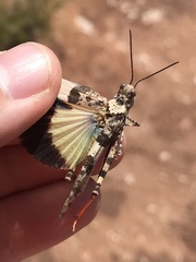 Trimerotropis latifasciata