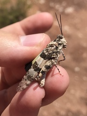 Trimerotropis latifasciata