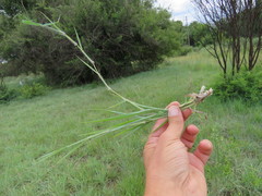 Digitaria eriantha