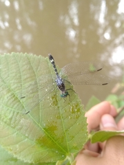Micrathyria catenata
