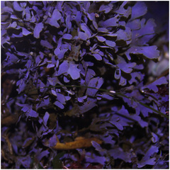 Dictyopteris undulata