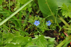 Gentiana crassuloides