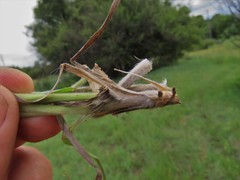 Digitaria eriantha