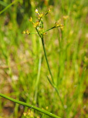 Juncus acutiflorus