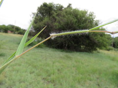 Digitaria eriantha
