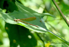 Argia tarascana