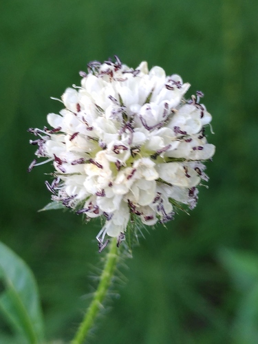 štetka chlpatá (Dipsacus pilosus)