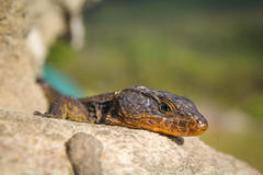 Ninurta coeruleopunctatus