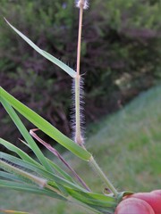Digitaria eriantha