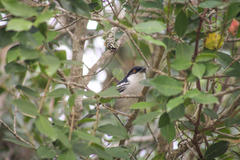 Dryoscopus cubla cubla