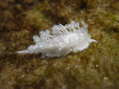 Tritoniopsis elegans