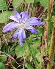Cichorium intybus