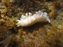 Tritoniopsis elegans