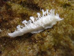 Tritoniopsis elegans