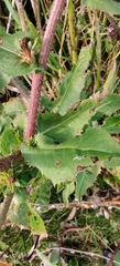 Cichorium intybus